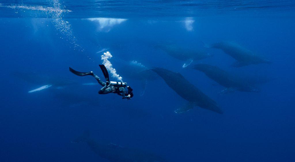 Doug Anderson SCUBA dives to film a Humpback Whale Competitive Pod for BBC’s The Mating Game  BBC Netflix Apple TV Wildlife Filming Filmmaking Underwater Natural History Ocean Cinematography Gates  Housings Nauticam REvo Rebreathers SCUBA Rob Allan
