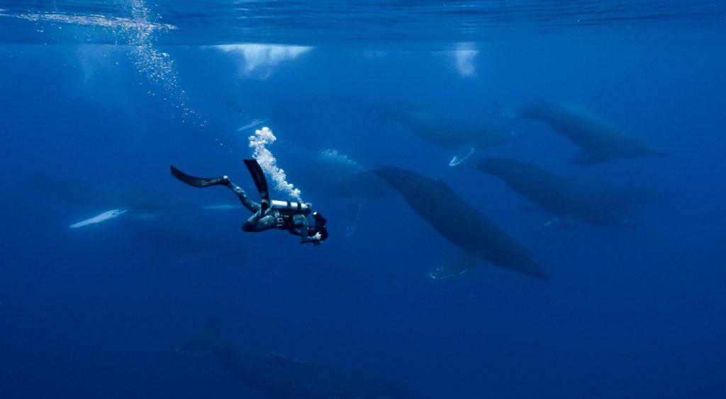 Doug Anderson SCUBA dives to film a Humpback Whale Competitive Pod for BBC’s The Mating Game  BBC Netflix Apple TV Wildlife Filming Filmmaking Underwater Natural History Ocean Cinematography Gates  Housings Nauticam REvo Rebreathers SCUBA Rob Allan