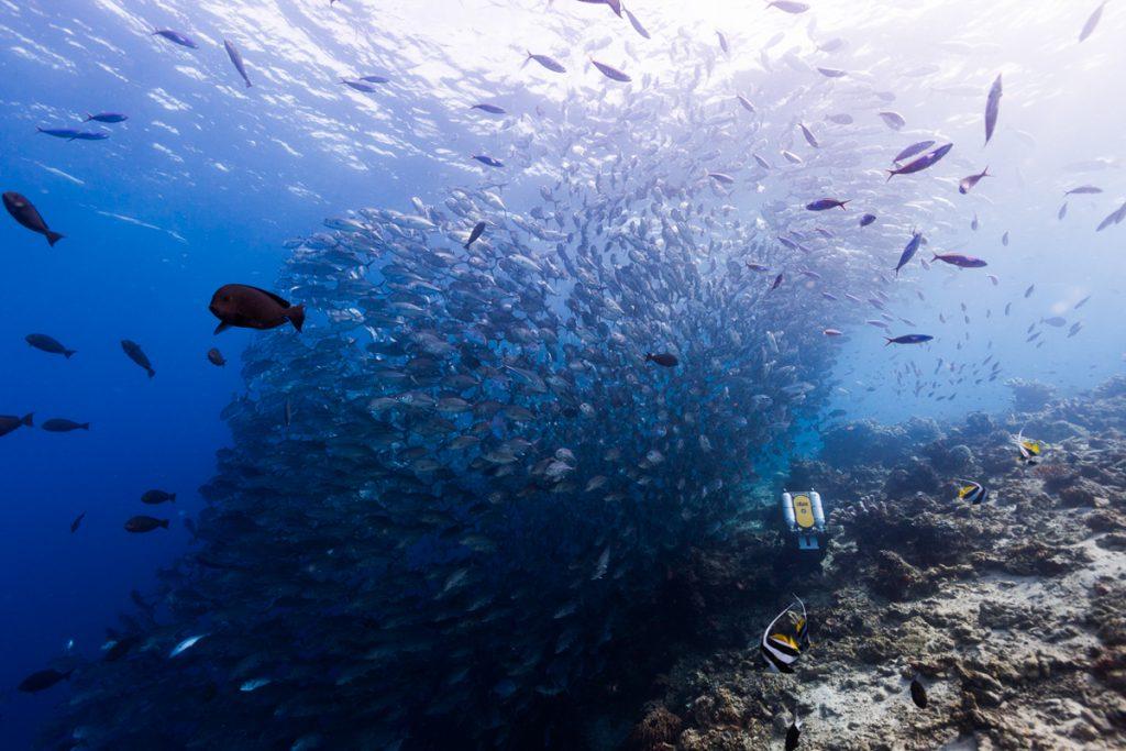 Doug Anderson and his Revo rebreather, Disney&#039;s &quot;Dolphin Reef&quot;  BBC Netflix Apple TV Wildlife Filming Filmmaking Underwater Natural History Ocean Cinematography Gates  Housings Nauticam REvo Rebreathers SCUBA