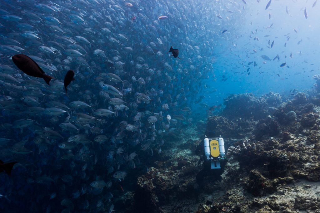 Doug Anderson diving Revo rebreather, Disney, Dolphin Reef  BBC Netflix Apple TV Wildlife Filming Filmmaking Underwater Natural History Ocean Cinematography Gates  Housings Nauticam REvo Rebreathers SCUBA