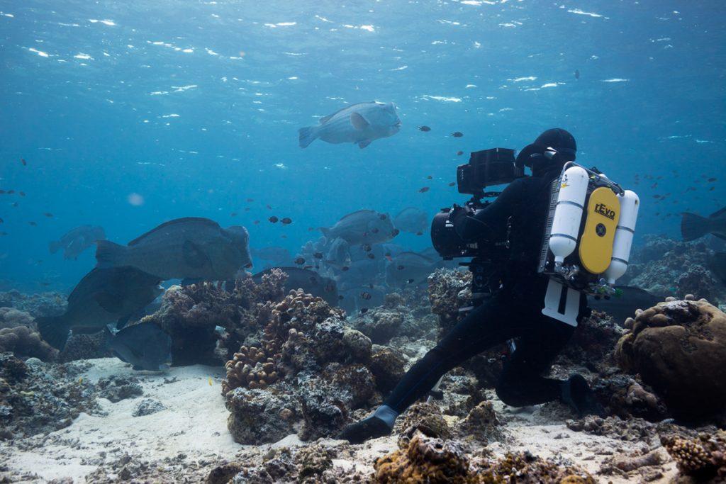 Doug Anderson filming Bumphead Parrot Fish in Borneo for Disney, Dolphin Reef     BBC Netflix Apple TV Wildlife Filming Filmmaking Underwater Natural History Ocean Cinematography Gates  Housings Nauticam REvo Rebreathers SCUBA