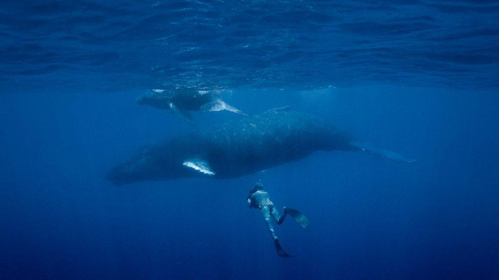 Doug Anderson freedives to film a Humpback Whale Mother and calf for BBC’s The Mating Game  BBC Netflix Apple TV Wildlife Filming Filmmaking Underwater Natural History Ocean Cinematography Gates  Housings Nauticam REvo Rebreathers SCUBA Rob Allan Wetsuits