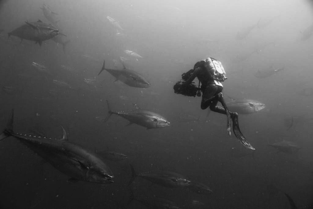 Doug Anderson uses a rebreather to film Bluefin Tuna – Netflix Our Planet  BBC Netflix Apple TV Wildlife Filming Filmmaking Underwater Natural History Ocean Cinematography Gates  Housings Nauticam REvo Rebreathers SCUBA