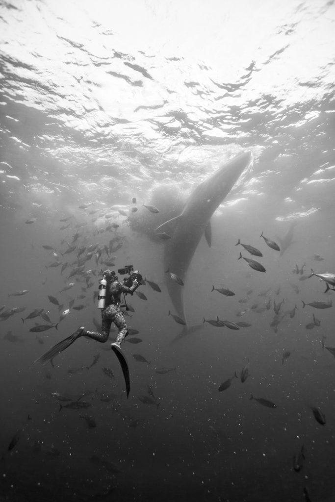 Doug Anderson uses small Pony SCUBA bottle to a Baitball in Mexico – BBC’s The Hunt  BBC Netflix Apple TV Wildlife Filming Filmmaking Underwater Natural History Ocean Cinematography Gates  Housings Nauticam REvo Rebreathers SCUBA