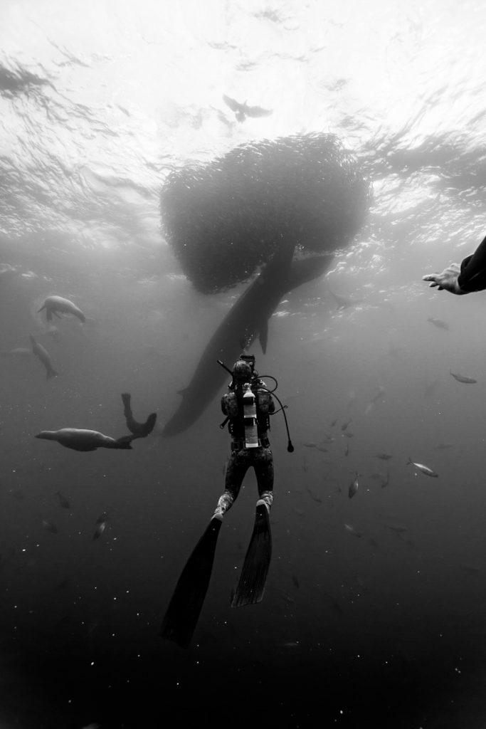 Doug Anderson uses small Pony SCUBA bottle to film Brydes Whale feeing on a Baitball in Mexico – BBC’s The Hunt  BBC Netflix Apple TV Wildlife Filming Filmmaking Underwater Natural History Ocean Cinematography Gates  Housings Nauticam REvo Rebreathers SCUBA