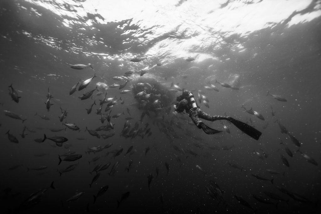 Doug Anderson uses small Pony SCUBA bottle to film Tuna feeing on a Baitball in Mexico – BBC’s The Hunt  BBC Netflix Apple TV Wildlife Filming Filmmaking Underwater Natural History Ocean Cinematography Gates  Housings Nauticam REvo Rebreathers SCUBA