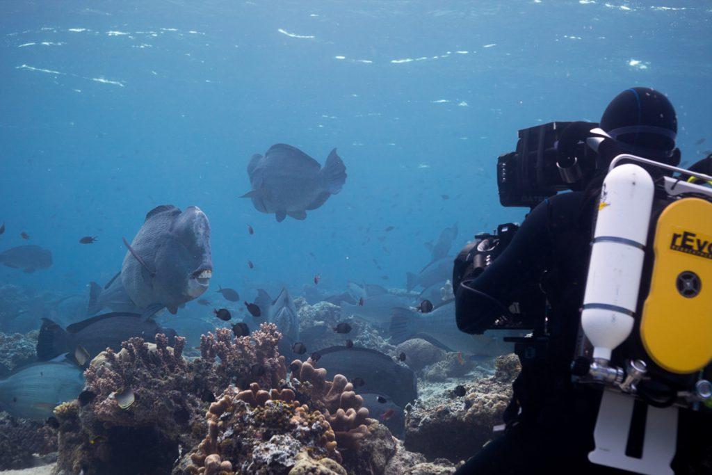 Doug Anderson using a Revo rebreather to get close to Bumphead Parrot Fish in Borneo for Disney, Dolphin Reef  BBC Netflix Apple TV Wildlife Filming Filmmaking Underwater Natural History Ocean Cinematography Gates  Housings Nauticam REvo Rebreathers SCUBA