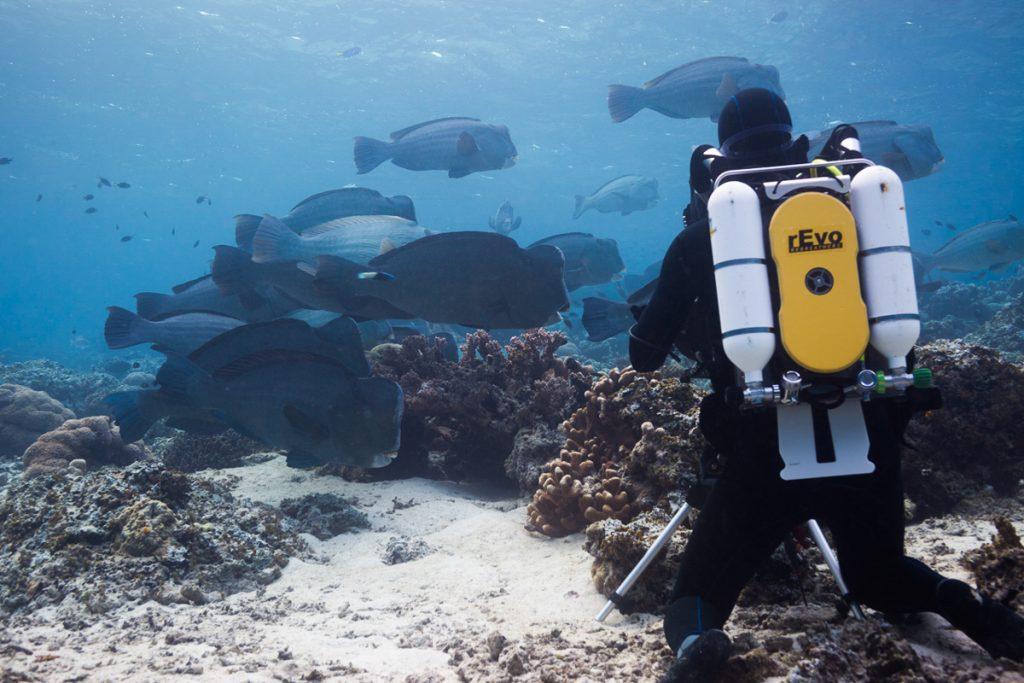 Doug Anderson using a Revo rebreather to get near to Bumphead Parrot Fish in Borneo for Disney, Dolphin Reef  BBC Netflix Apple TV Wildlife Filming Filmmaking Underwater Natural History Ocean Cinematography Gates  Housings Nauticam REvo Rebreathers SCUBA