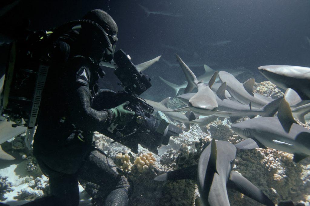 Doug Anderson wears a chainmail diving suit and Revo rebreather to film Grey Reef Sharks hunting for Netflix Our Planet  BBC Netflix Apple TV Wildlife Filming Filmmaking Underwater Natural History Ocean Cinematography Gates  Housings Nauticam REvo Rebreathers SCUBA