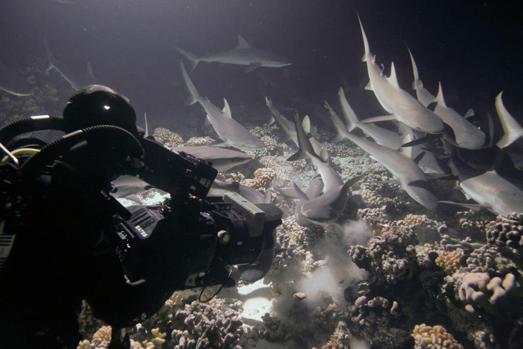 Doug Anderson wears a chainmail diving suit whilst using a Gates Deep Weapon Underwater Camera Housing to film Grey Reef Sharks hunting for Netflix Our Planet