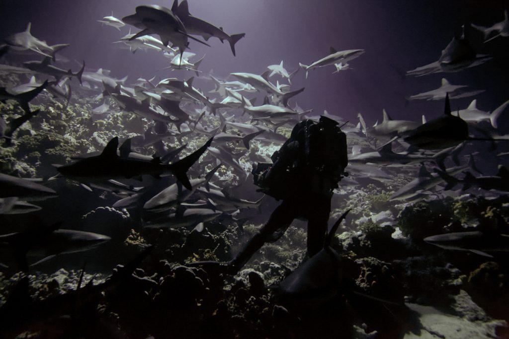 Doug Anderson wears a chainmail suit to film Grey Reef Sharks hunting for Netflix Our Planet  BBC Netflix Apple TV Wildlife Filming Filmmaking Underwater Natural History Ocean Cinematography Gates  Housings Nauticam REvo Rebreathers SCUBA