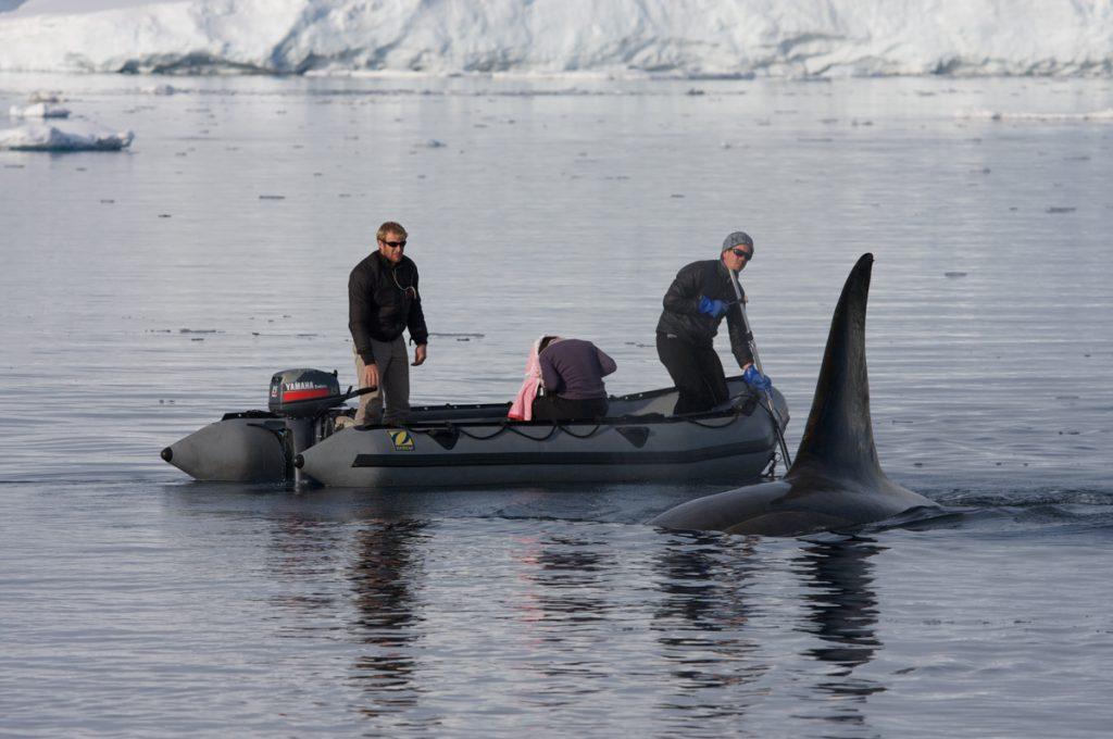 BBC Netflix Apple TV Wildlife Filming Filmmaking Underwater Natural History Ocean Cinematography Gates  Housings Nauticam REvo Rebreathers SCUBA Finistare clothing Doug Anderson and Dion Poncet filming Killer Whales “Wave Washing”.