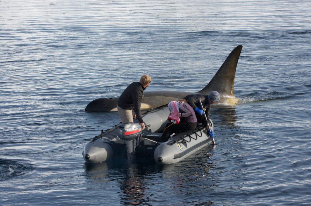 Doug Anderson and Dion Poncet filming Killer Whales “Wave Washing”.  BBC Netflix Apple TV Wildlife Filming Filmmaking Underwater Natural History Ocean Cinematography Gates  Housings Nauticam REvo Rebreathers SCUBA Finistare clothing