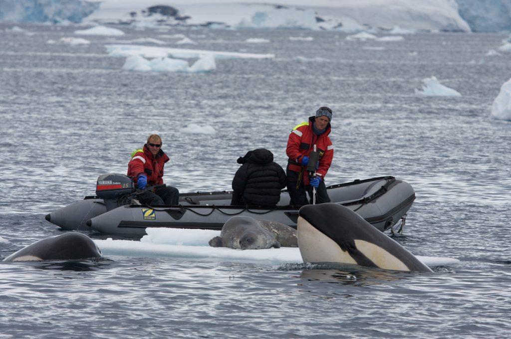 BBC Netflix Apple TV Wildlife Filming Filmmaking Underwater Natural History Ocean Cinematography Gates  Housings Nauticam REvo Rebreathers SCUBA Finistare clothing Doug Anderson and Dion Poncet filming Killer Whales “Wave Washing”.  Doug Anderson and Dion Poncet filming Killer Whales “Wave Washing”.