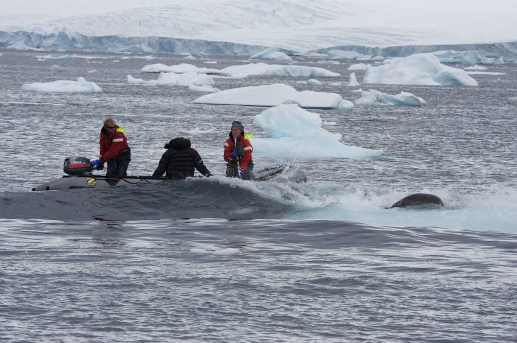 BBC Netflix Apple TV Wildlife Filming Filmmaking Underwater Natural History Ocean Cinematography Gates  Housings Nauticam REvo Rebreathers SCUBA Finistare  Doug Anderson and Dion Poncet filming Killer Whales “Wave Washing”.