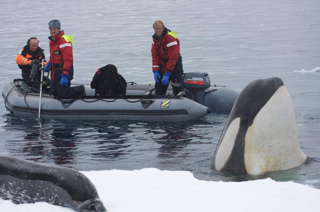 BBC Netflix Apple TV Wildlife Filming Filmmaking Underwater Natural History Ocean Cinematography  Doug Anderson, Doug Allan and Dion Poncet film Killer whales Spy hopping.Gates  Housings Nauticam REvo Rebreathers SCUBA Finistare clothing