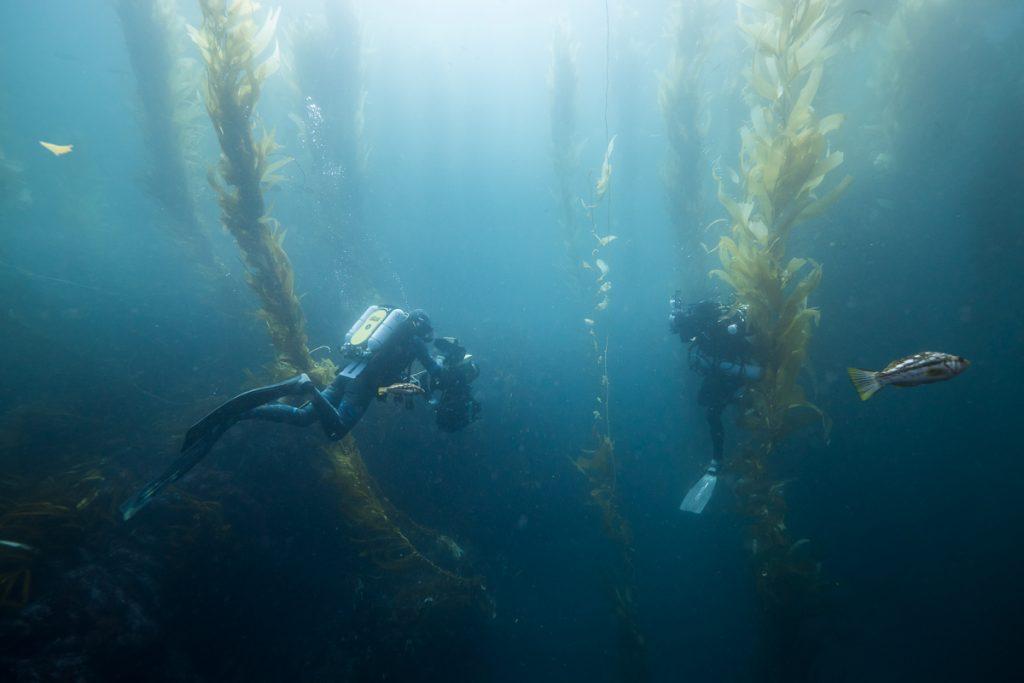 Doug Anderson filming life in the Californian Giant Kelp Forest.  BBC Netflix Apple TV Wildlife Filming Filmmaking Underwater Natural History Ocean Cinematography Gates  Housings Nauticam REvo Rebreathers SCUBA