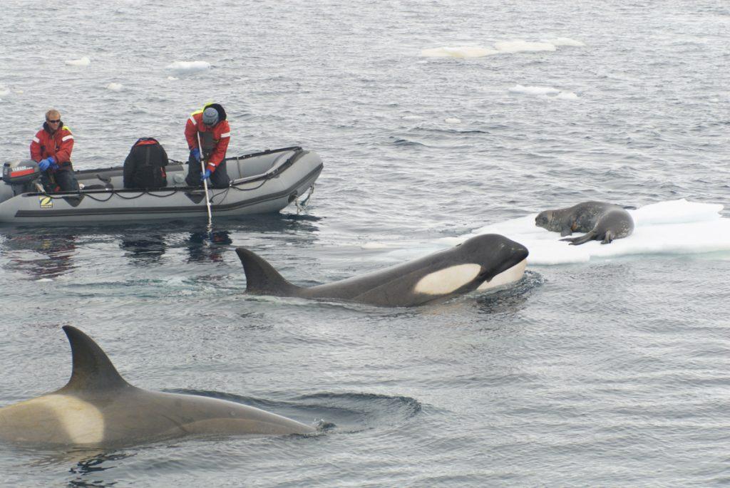 Doug Anderson and Dion Poncet film Killer Whales &quot;Wave Washing&quot; seals of Ice Flows with a Pole camera. BBC Netflix Apple TV Wildlife Filming Filmmaking Underwater Natural History Ocean Cinematography Gates  Housings Nauticam REvo Rebreathers SCUBA