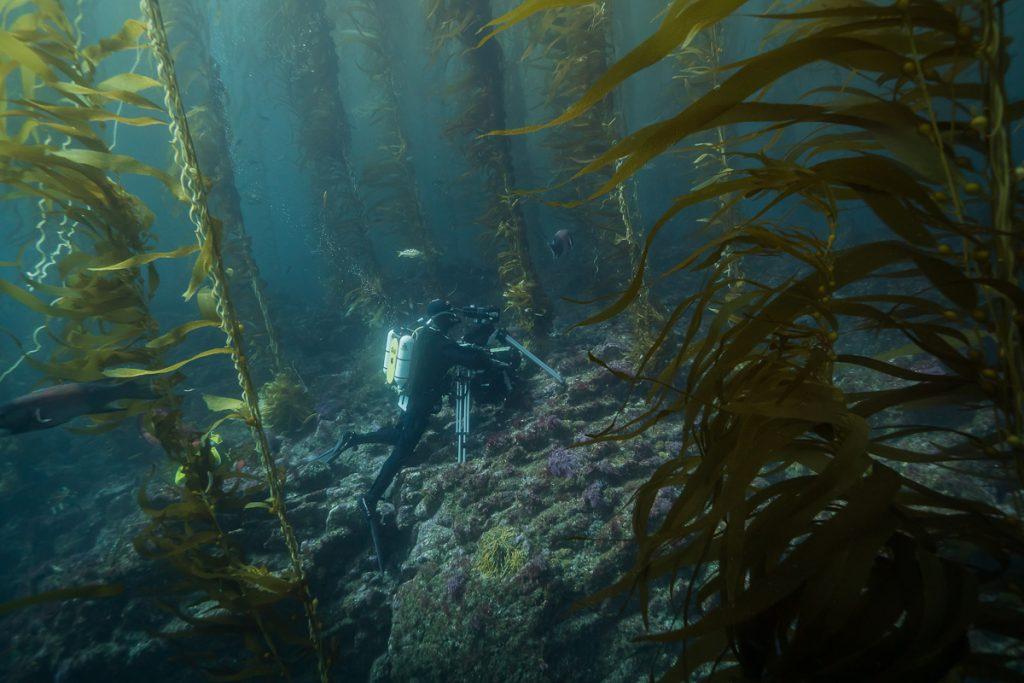 Doug Anderson using O'three Drysuit, Revo Rebreather and Gates Deep Weapon housing to film behavioural sequence in giant kelp forest. BBC Netflix Apple TV Wildlife Filming Filmmaking Underwater Natural History Ocean Cinematography Gates  Housings Nauticam REvo Rebreathers SCUBA Finistare clothing