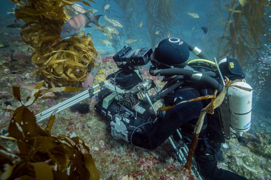 BBC Netflix Apple TV Wildlife Filming Filmmaking Underwater Natural History Ocean Cinematography Gates  Housings Nauticam REvo Rebreathers SCUBA Finistare clothing Doug Anderson using O'three Drysuit, Revo Rebreather and Gates Deep Weapon housing to film behavioural sequence in giant kelp forest.