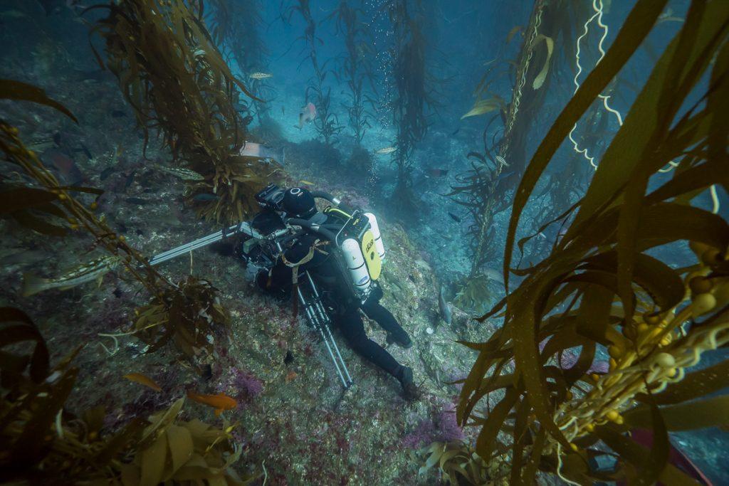 Doug Anderson using O'three Drysuit, Revo Rebreather and Gates Deep Weapon housing to film behavioural sequence in giant kelp forest. BBC Netflix Apple TV Wildlife Filming Filmmaking Underwater Natural History Ocean Cinematography Gates  Housings Nauticam REvo Rebreathers SCUBA