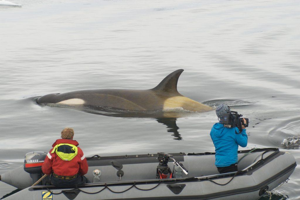 Doug Anderson and Dion Poncet film Killer Whales "Wave Washing" seals of Ice Flows with a Pole camera. BBC Netflix Apple TV Wildlife Filming Filmmaking Underwater Natural History Ocean Cinematography Gates  Housings Nauticam REvo Rebreathers SCUBA