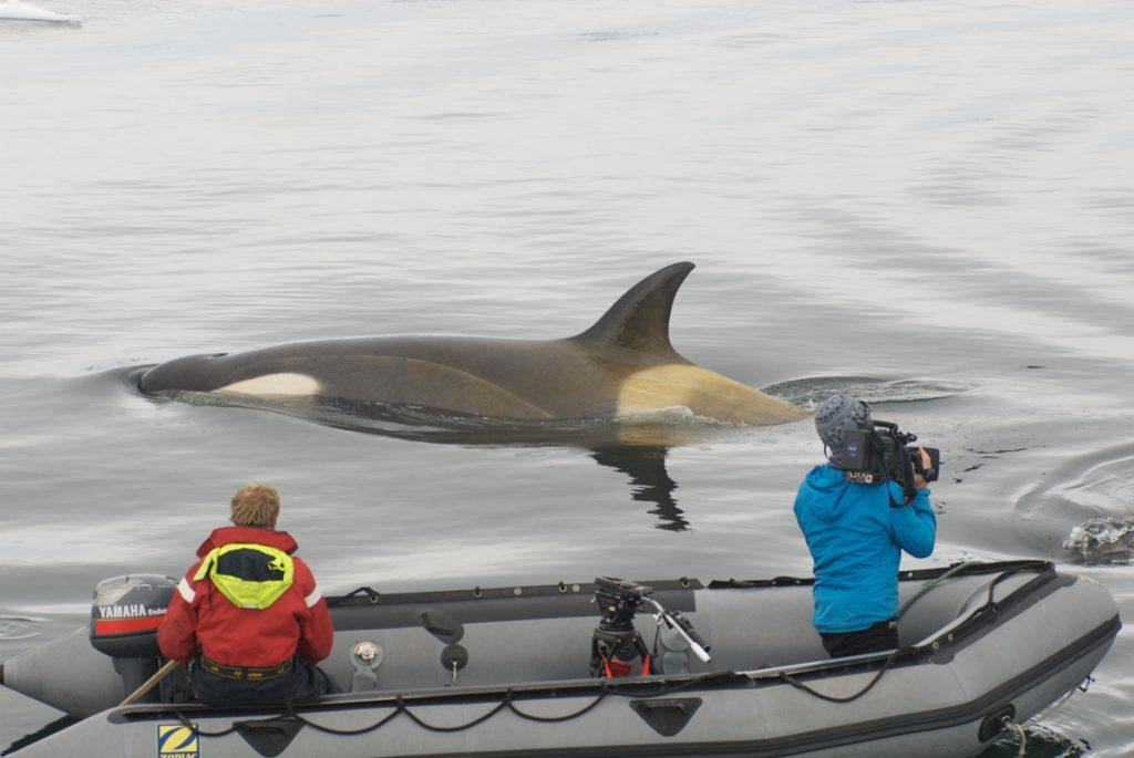 Doug Anderson and Dion Poncet film Killer Whales &quot;Wave Washing&quot; seals of Ice Flows with a Pole camera. BBC Netflix Apple TV Wildlife Filming Filmmaking Underwater Natural History Ocean Cinematography Gates  Housings Nauticam REvo Rebreathers SCUBA