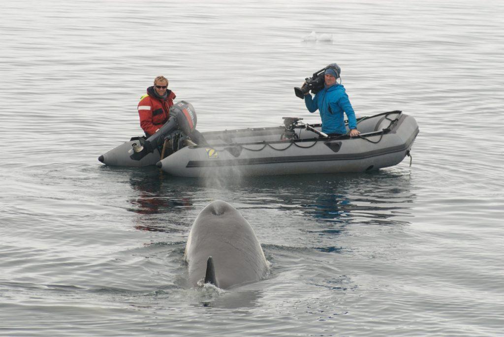 Doug Anderson and Dion Poncet film Killer Whales &quot;Wave Washing&quot; seals of Ice Flows with a Pole camera. BBC Netflix Apple TV Wildlife Filming Filmmaking Underwater Natural History Ocean Cinematography Gates  Housings Nauticam REvo Rebreathers SCUBA