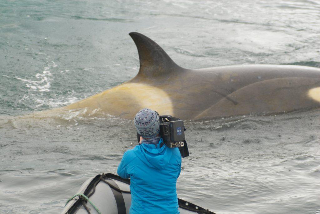 BBC Netflix Apple TV Wildlife Filming Filmmaking Underwater Natural History Ocean Cinematography Gates  Housings Nauticam REvo Rebreathers SCUBA Doug Anderson and Dion Poncet film Killer Whales "Wave Washing" seals of Ice Flows with a Pole camera.